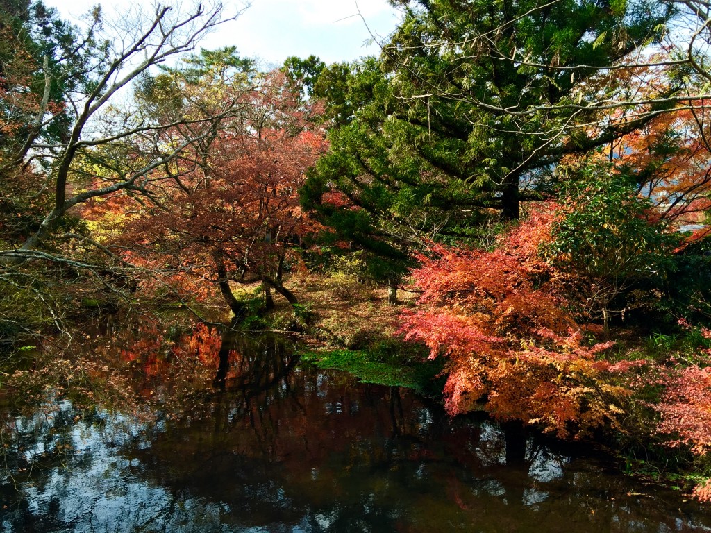金鱗湖の紅葉
