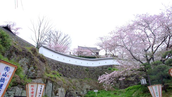 臼杵城の桜