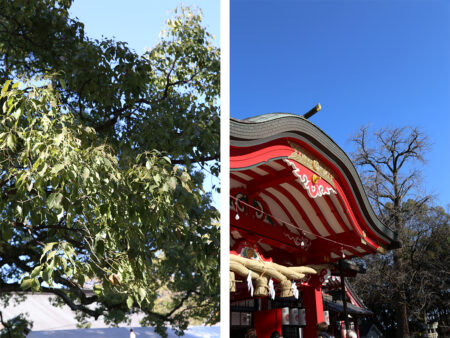 晴れ渡る青空の下で参拝した神社の社殿（新年祈願）